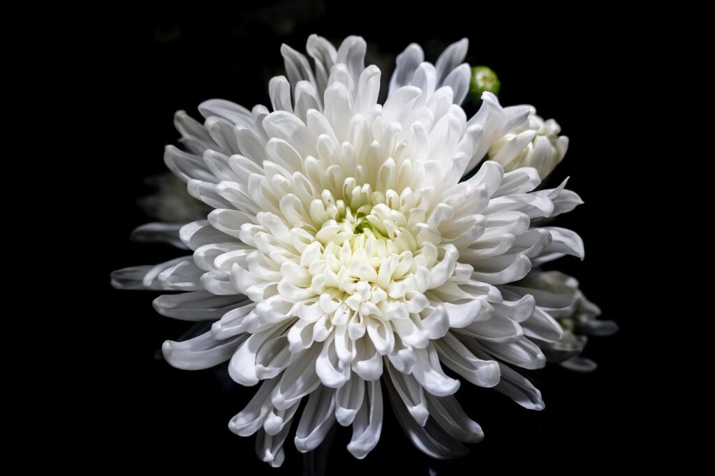 chrysanthemum, free wallpaper, free background, flower, nature wallpaper, plant, wallpaper hd, petals, desktop backgrounds, beautiful nature, 4k wallpaper, flower wallpaper, bloom, laptop wallpaper, windows wallpaper, floral background, full hd wallpaper, blossom, cool backgrounds, nature, beautiful wallpaper, nature background, closeup, wildlife, 4k wallpaper 1920x1080, background, beautiful flowers, mac wallpaper, flower background, hd wallpaper, wallpaper 4k, white flower, wallpaper